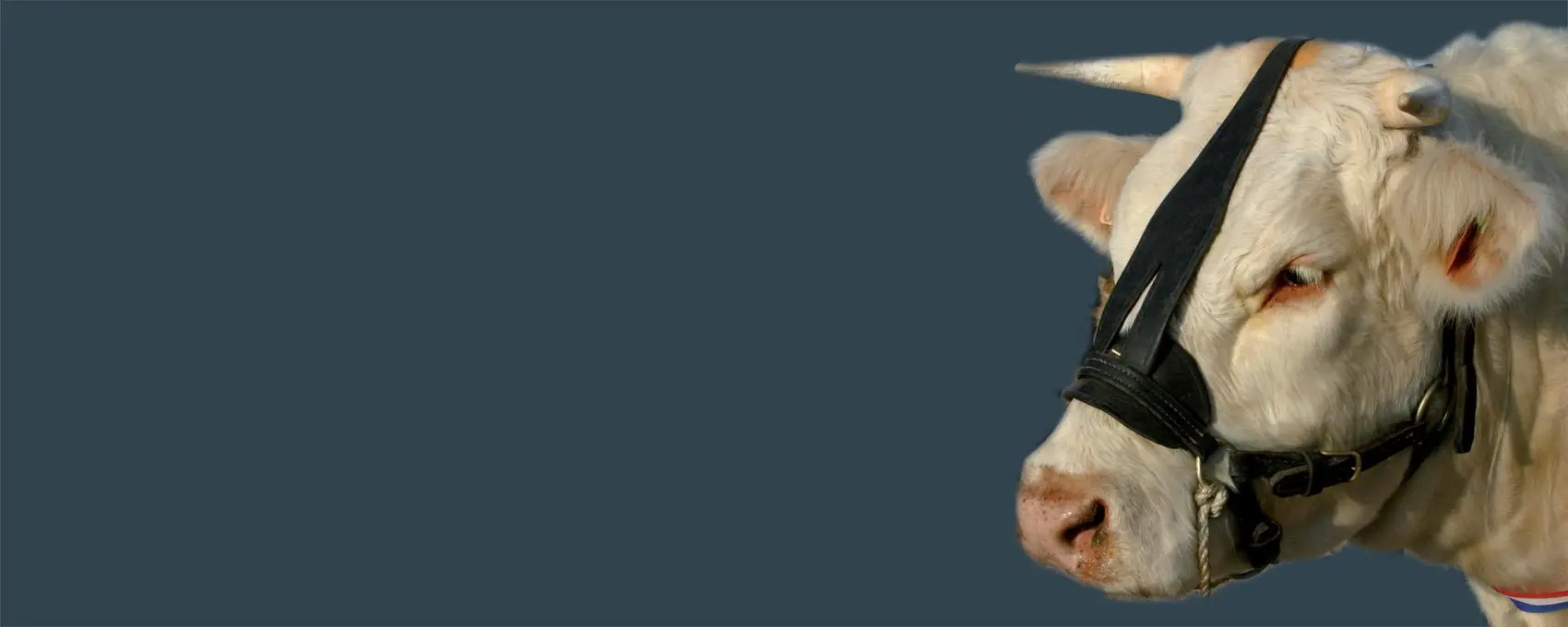 Vache